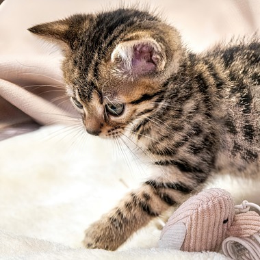 本郷直人が撮影した「ブリーダー」の写真