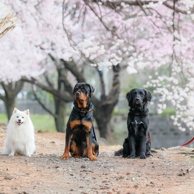 株式会社Neo-Smile 「locationbreeze」高橋 徹が出張撮影した「ペット」の家族写真