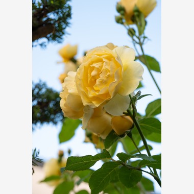 オフィス 芦野が撮影した「番外編（自宅）」の写真