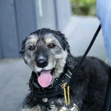 TSD officeが撮影した「ペット撮影」の写真