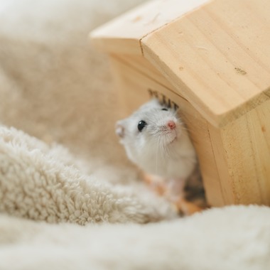 玉城　肇が出張撮影した「ペット撮影」の家族写真