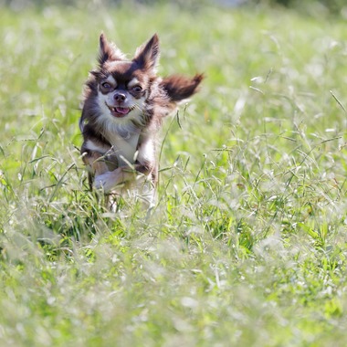内田　雄一が撮影した「DOGイベントでの撮影」の写真
