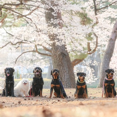 株式会社Neo-Smile 「locationbreeze」高橋 徹が出張撮影した「ペット」の家族写真