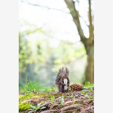 山口奈緒が撮影した「プライベートでの撮影（野生動物）」の写真