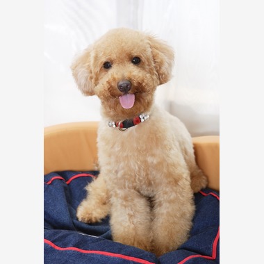 森安　照が撮影した「ペット撮影（犬・猫）」の写真