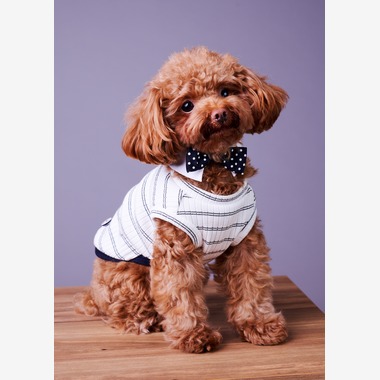 登　万里子が撮影した「ペット写真館（出張撮影）」の写真