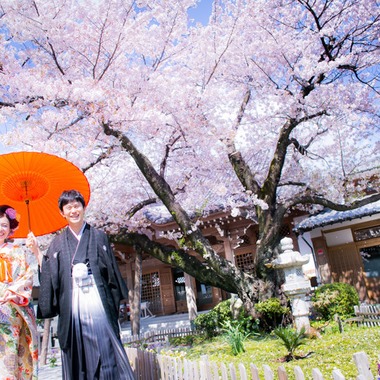 阿部写真館　大阪本町 靭公園前が撮影した「桜」の写真