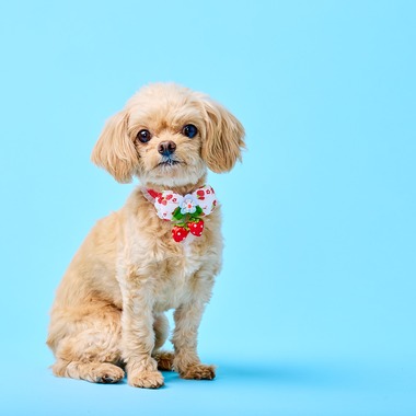 クリエイティブツリーが撮影した「子犬をスタジオ撮影」の写真