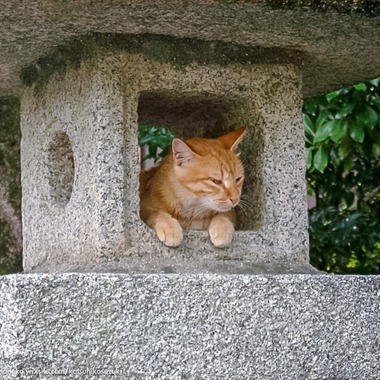 Katsuhiko Suzukiが撮影した「Animal」の写真