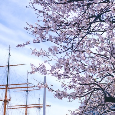 堀内 陽希が撮影した「植物」の写真