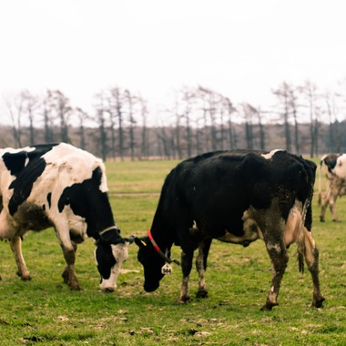 神部葵が撮影した「菊地ファーム　春の初放牧公開イベント」の写真