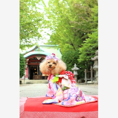 Photographer  Tomoが撮影した「わんちゃん七五三」の写真