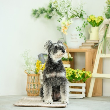 クリエイティブツリーが撮影した「ペット撮影」の写真