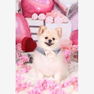 WithshopJapanが撮影した「ペット撮影」の写真