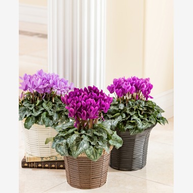 有限会社　澤田スタジオが撮影した「花」の写真