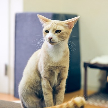 有限会社エルフラットが撮影した「猫カフェ」の写真