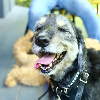 TSD officeが撮影した「ペット撮影」の写真