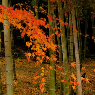 KotobukiPhotosが撮影した「風景」の写真