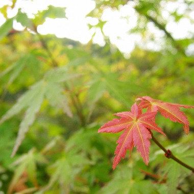 出張撮影のメモリーズが撮影した「nature-アラカルト」の写真