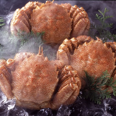 写真事務所ポートフォリオが撮影した「私のライフワーク」の写真