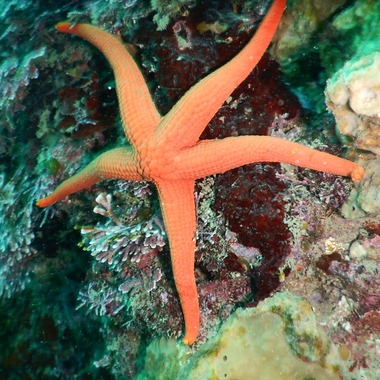 杉野優介が撮影した「スキューバーダイビング水中撮影」の写真