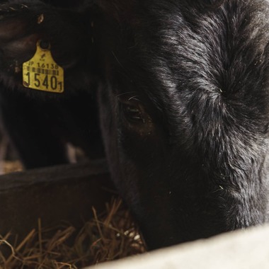 studio cactusが撮影した「農家 - 風景／人物／牛」の写真