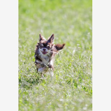 内田　雄一が撮影した「DOGイベントでの撮影」の写真
