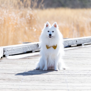 Makoto Nakamuraが撮影した「ペット」の写真