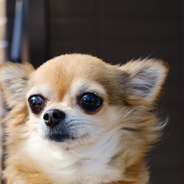 高夏写真店が撮影した「プロフィール写真の撮影」の写真