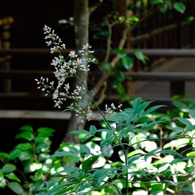 POPCORNが撮影した「Sun」の写真