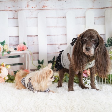 スタジオ　まるが撮影した「ペット撮影」の写真