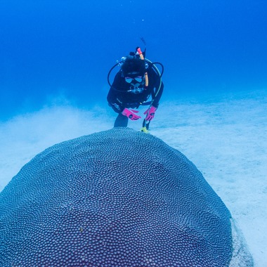 リトルダイナソーが撮影した「水中風景」の写真