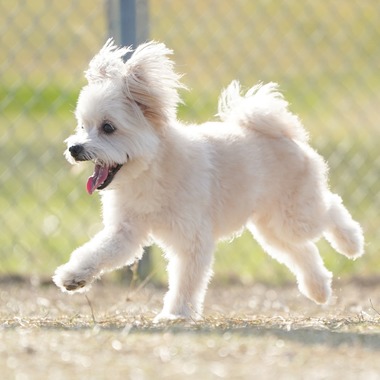 阪口写真事務所が撮影した「愛犬の撮影」の写真