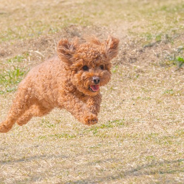 あなたの写真館が撮影した「ペット撮影」の写真