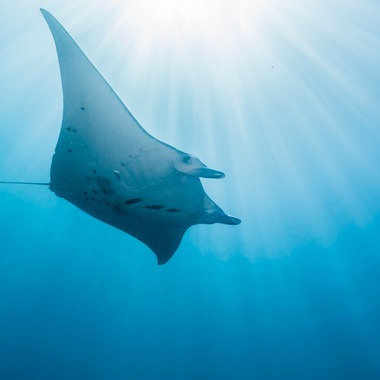 リトルダイナソーが撮影した「水中風景」の写真
