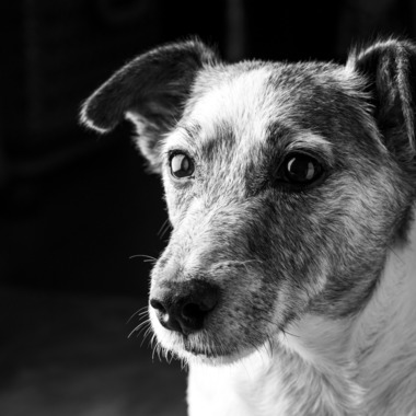 fotograz photographyが撮影した「ペット撮影」の写真