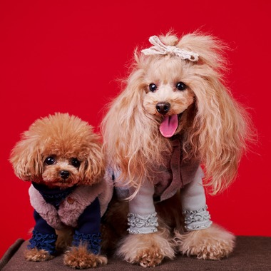 登　万里子が撮影した「ペット写真館（出張撮影）」の写真