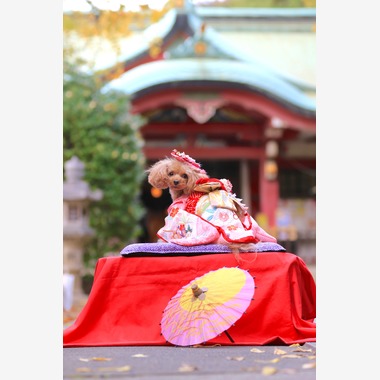 高橋 透（Coo&Sea STUDIO代表）が出張撮影した「七五三出張撮影＠東京」の家族写真
