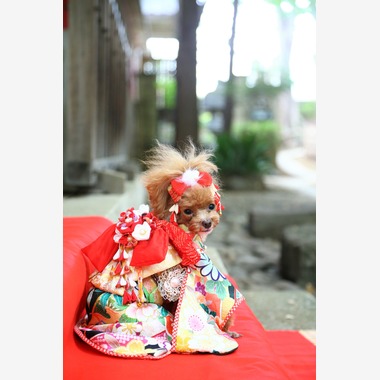 Photographer  Tomoが撮影した「わんちゃん七五三」の写真