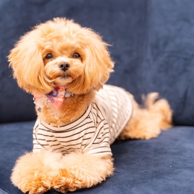 Tajimaが撮影した「ペット」の写真