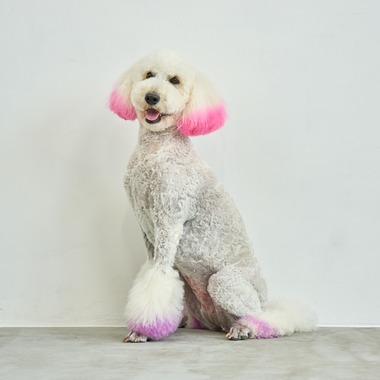 クリエイティブツリーが撮影した「ペット撮影」の写真