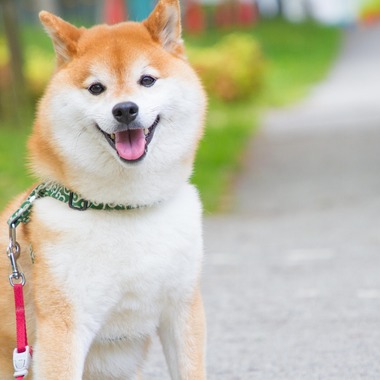 インスタントソイ合同会社　井上泰徳が撮影した「ワンちゃん撮影」の写真