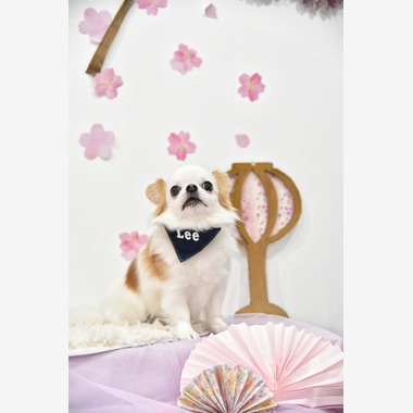 樋上　将太が撮影した「ペット撮影」の写真