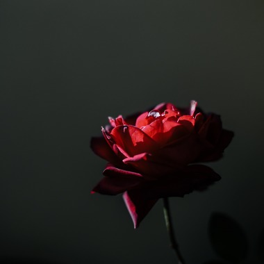 NOJYO高木俊幸写真事務所が撮影した「花」の写真