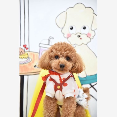 樋上　将太が撮影した「ペット撮影」の写真