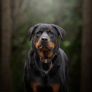 梅田　紫邑が撮影した「ドッグフォト」の写真