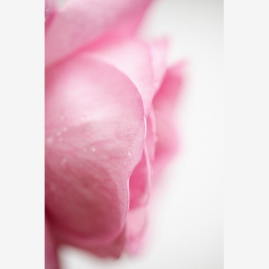 Tomohisa Watanabeが撮影した「Rose」の写真