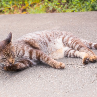相場 友輔が撮影した「物・動物など」の写真