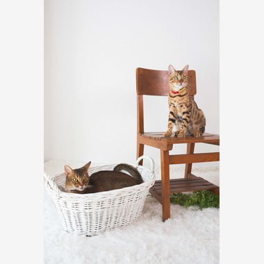 荒畑けいこが出張撮影した「AMIクラウドファンディング撮影会（ペット撮影）」の家族写真