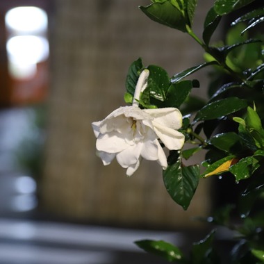 スタジオが撮影した「」のウェディングフォト